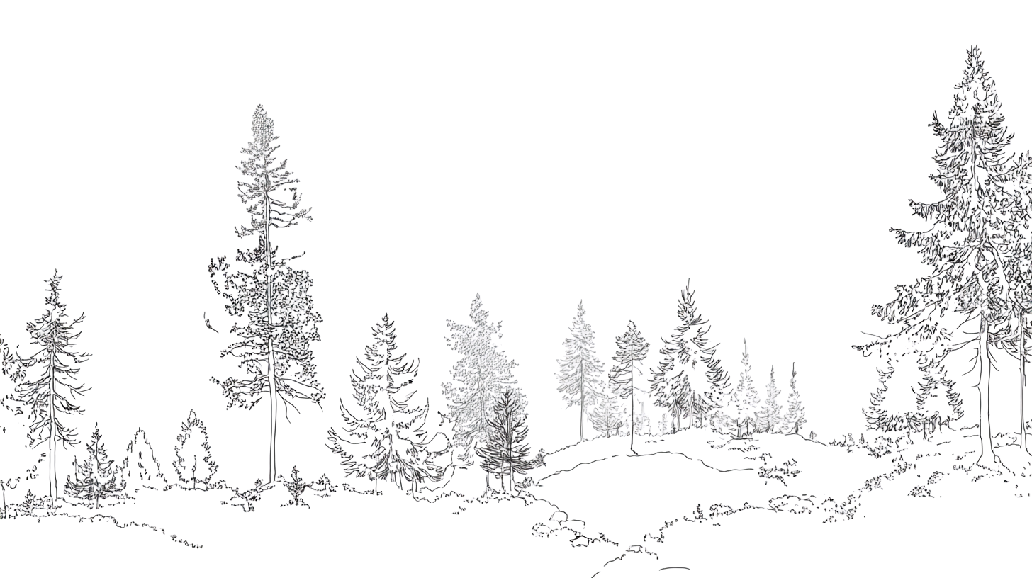 Forest scene sketch for City In A Forest Quest